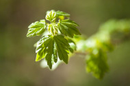 A Kerecsendi Berek-erdő
