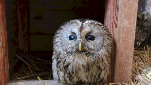 2023/1 4. Bird rescue station