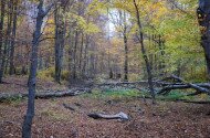 3 Eine Tour zum Virgin-Forest in Szilvásvárad / A guided tour into the Virgin Forest in Szilvásvárad