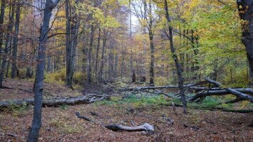 3 Eine Tour zum Virgin-Forest in Szilvásvárad / A guided tour into the Virgin Forest in Szilvásvárad