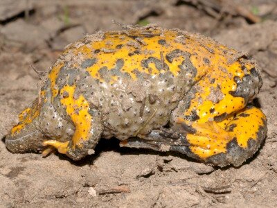                                                                           