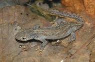 gőte, alpesi gőte, kétéltű, mátra, bükki nemzeti park igazgatóság