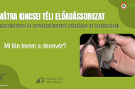 A Mátra Kincsei téli előadássorozat - Mi fán terem a denevér?