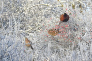 A megfagyott mezőkön sem áll meg az élet – pillanatképek a téli pusztából