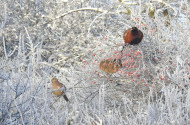 A megfagyott mezőkön sem áll meg az élet – pillanatképek a téli pusztából