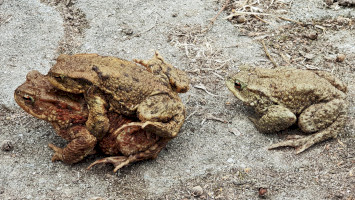 Áprilisi békák a Miocén Ősvilágban