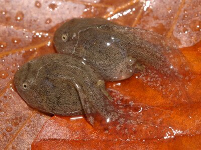 ASCII                                       