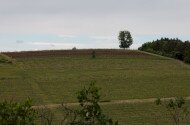 9. A szőlészethez-borászathoz kapcsolódó szellemi örökség