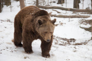 Barna medve (Ursus arctos) 