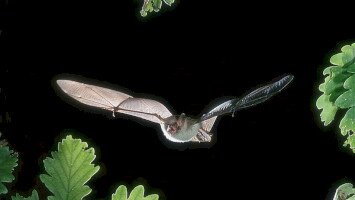 Bükki Nemzeti Park Igazgatóság, Szent István-barlang, Turizmus Világnapja, denevér
