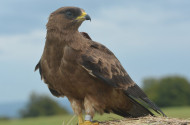 darázsölyv, vonulás, bükki nemzeti park, bükki nemzeti park igazgatóság, ragadozómadár, 