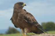 darázsölyv, vonulás, bükki nemzeti park, bükki nemzeti park igazgatóság, ragadozómadár, 
