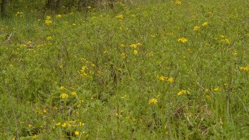 Egy hét egy faj 6. - A 40 éves Mátrai Tájvédelmi Körzetet ünnepeljük