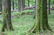 5. Erdőgazdálkodás és ipar – az újkor