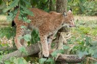 Erdők magányos hercege a Bükki Nemzeti Park Igazgatóságban