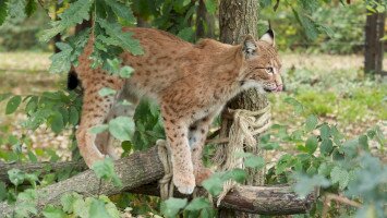 Erdők magányos hercege a Bükki Nemzeti Park Igazgatóságban