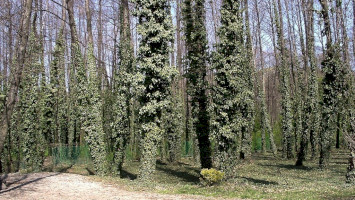 Erdőtelki Égerláp Természetvédelmi Terület