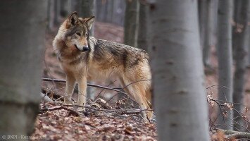 Farkas (Canis lupus)