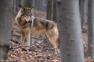 Farkas (Canis lupus)