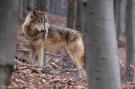Farkas (Canis lupus)