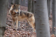 Farkas (Canis lupus)