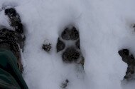 Farkasok nyomában: Sikeres téli nagyragadozó-felmérés