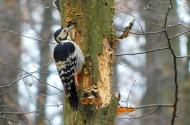 fehérhátú fakopáncs, harkály, bnpi, bükki nemzeti park igazgatóság