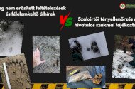 Felelősség a kattintások mögött: Tények és tévhitek a nagyragadozókkal kapcsolatban
