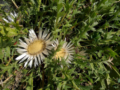 Szártalan bábakalács_KA