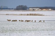 A megfagyott mezőkön sem áll meg az élet – pillanatképek a téli pusztából