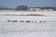 A megfagyott mezőkön sem áll meg az élet – pillanatképek a téli pusztából