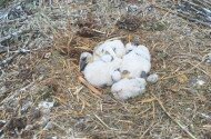 Gólyahír Hatvanból – avagy nem minden történet látszik a kamerákon túl…