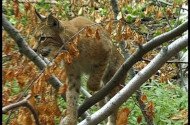Híúz (Lynx lynx)