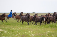 Jelentős genetikai értéket képviselő furioso-north star lovak érkeztek a Batúz-tanyára