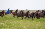 Jelentős genetikai értéket képviselő furioso-north star lovak érkeztek a Batúz-tanyára