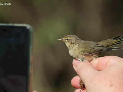 csilp_csalp_Kovacs Csaba