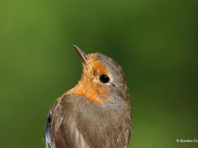 vorosbegy_Kovacs Csaba