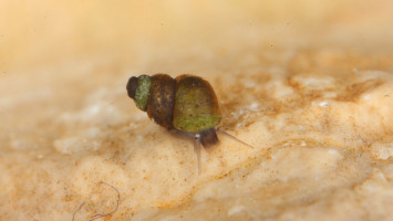 Kiemelt érdeklődés a kácsi természetvédelmi tevékenységeink iránt