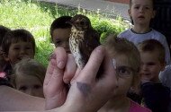 Énekes rigó gyűrűzése az Abasári Napsugár Óvodában