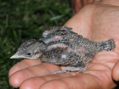 Fotó_Szitta_Tamás_003