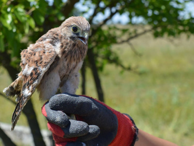 Juhász_Benedek_Fotó