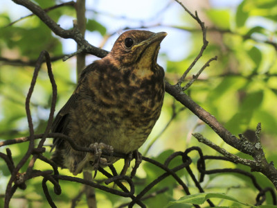 Fotó_Szitta_Tamás_001