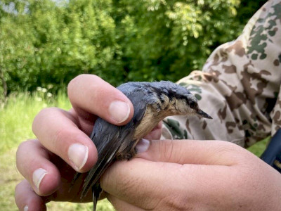 csuszka_Budai Roxana