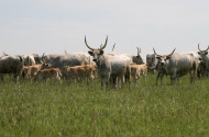A LIFE IP GRASSLAND-HU projekt, legeltetés, füves puszták, sztyeppek, irtásrétek 