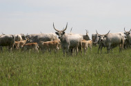A LIFE IP GRASSLAND-HU projekt, legeltetés, füves puszták, sztyeppek, irtásrétek 