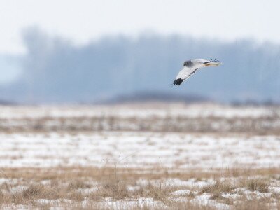 Hím kékes rétihéja_DSC_6754_Papp Csaba