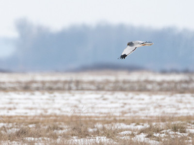 Hím kékes rétihéja_DSC_6754_Papp Csaba