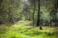 Kerecsendi-erdő (Berek -erdő) tanösvény