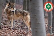 farkas, bükki nemzeti park, fokozottan védett állatok, bükk, mátra, nógrád, canis lupus