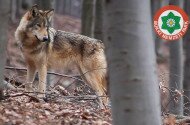 farkas, bükki nemzeti park, fokozottan védett állatok, bükk, mátra, nógrád, canis lupus